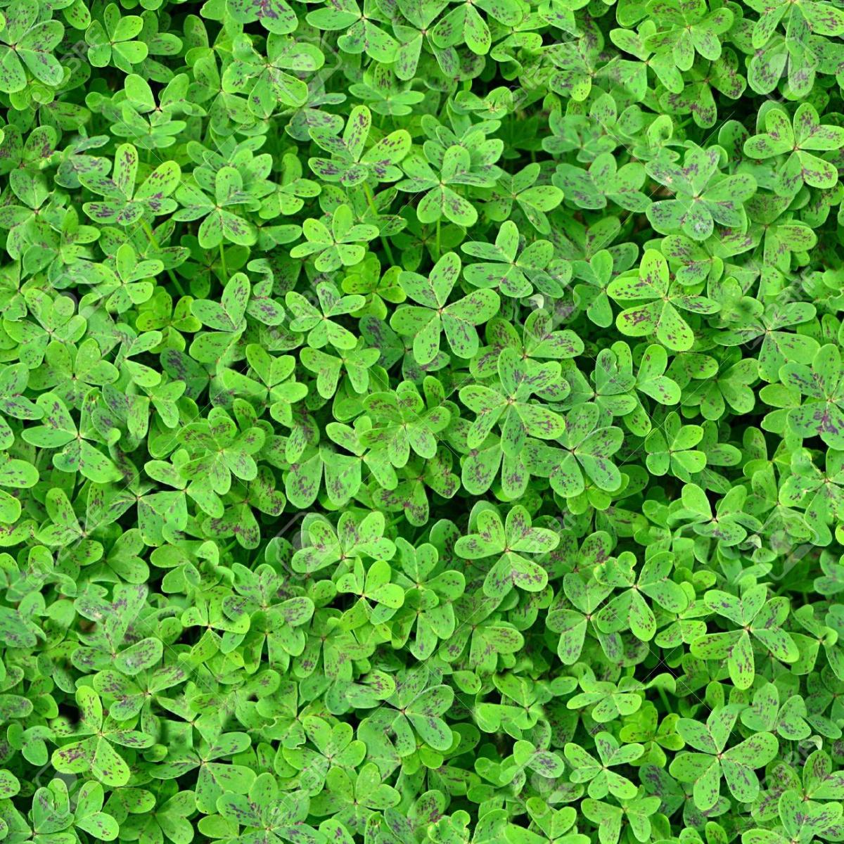 Ground cover with leaves