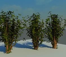 Trees
