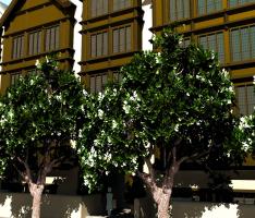 row houses with trees