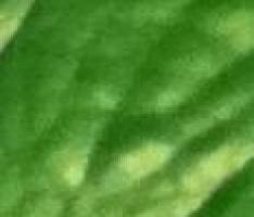leaf texture for potted plant