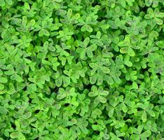 Ground cover with leaves