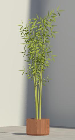Potted Bamboo