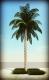 MD_Palm Trees