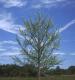 3d Coniferous Tree A_conf6x