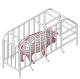 Pig Farrowing Crate