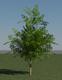 3D Tree - Acacia